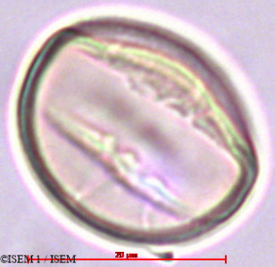 Holboellia coriacea - lame n° 29363